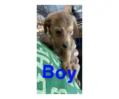 Chiweenie puppies three boys, and one girl left - 4