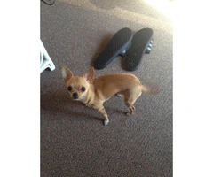 Applehead Chihuahua puppies for sale