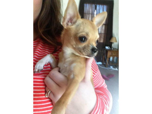 Applehead Chihuahua puppies for sale in Raleigh, North
