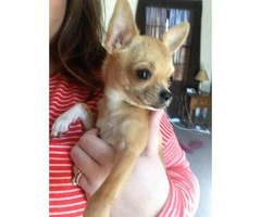 Applehead Chihuahua puppies for sale - 2