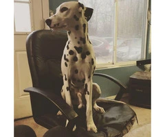 8 month old Puppy Dalmatian For Sale