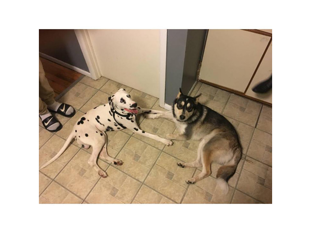 8 month old Puppy Dalmatian For Sale in New York, New York - Puppies