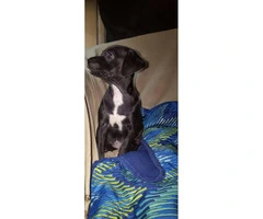 Cockapoo puppy for Adoption - 2