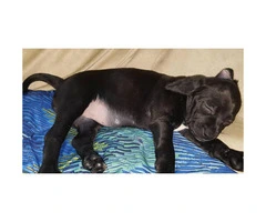 Cockapoo puppy for Adoption - 5