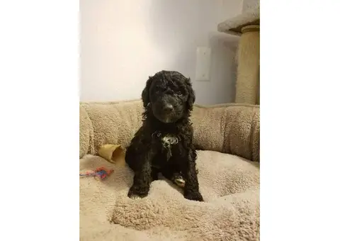 6 Aussiedoodle puppies available