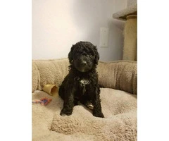 6 Aussiedoodle puppies available