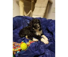 6 Aussiedoodle puppies available - 2
