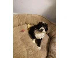 6 Aussiedoodle puppies available - 3