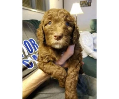 6 Aussiedoodle puppies available - 4