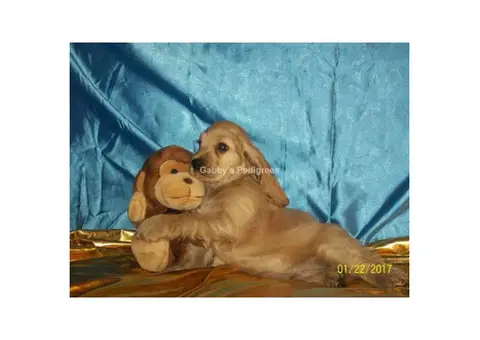 Adorable Cocker Spaniel Puppies for Sale