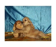 Adorable Cocker Spaniel Puppies for Sale