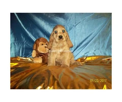 Adorable Cocker Spaniel Puppies for Sale - 6