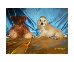 Adorable Cocker Spaniel Puppies for Sale - 9