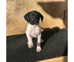 Pure breed AKC German shorthaired pointer puppies - 2