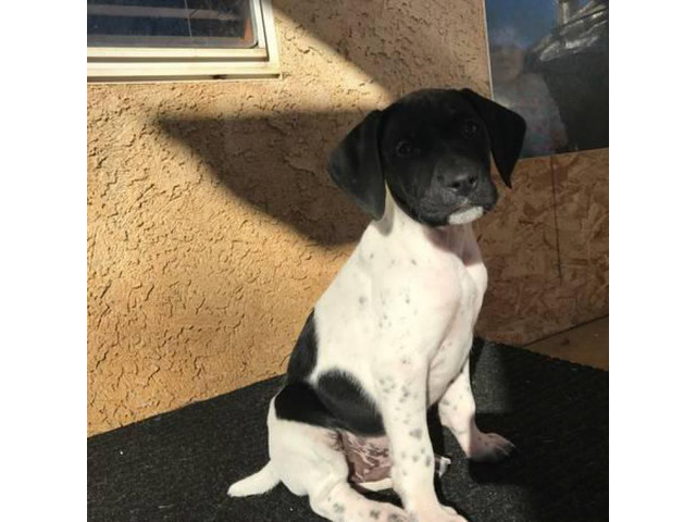 Pure breed AKC German shorthaired pointer puppies in Bakersfield, California - Puppies for Sale ...