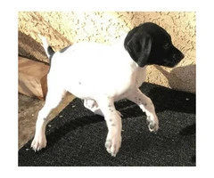 Pure breed AKC German shorthaired pointer puppies - 7