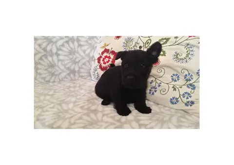 AKC registered Scottish Terrier male puppies for sale