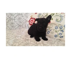 AKC registered Scottish Terrier male puppies for sale