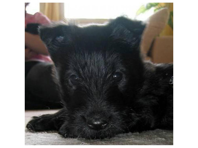 AKC registered Scottish Terrier male puppies for sale in