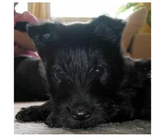 AKC registered Scottish Terrier male puppies for sale - 2