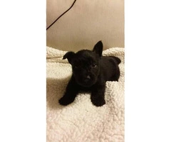 AKC registered Scottish Terrier male puppies for sale - 3