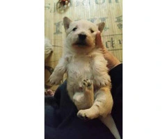 AKC registered Scottish Terrier male puppies for sale - 4