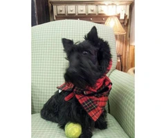 AKC registered Scottish Terrier male puppies for sale - 5