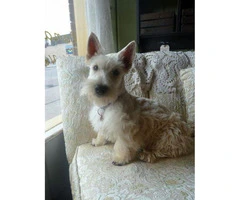 AKC registered Scottish Terrier male puppies for sale - 6