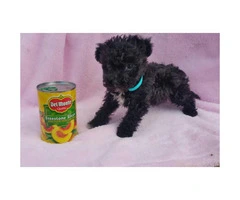 2 toy poodle puppies left