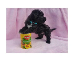 2 toy poodle puppies left - 2