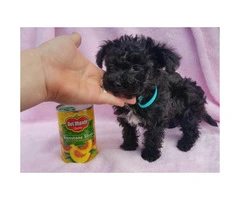 2 toy poodle puppies left - 4