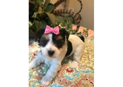 3 Biewer puppies for sale