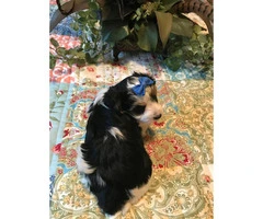 3 Biewer puppies for sale - 4