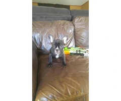 Stunning Male French bulldog for Sale - 1
