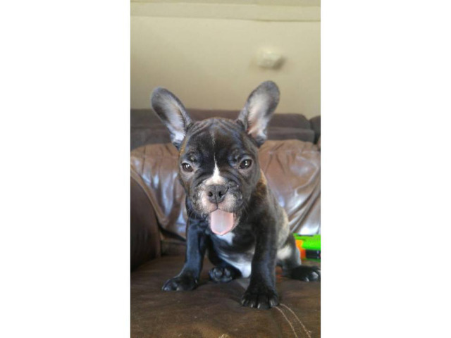 Stunning Male French bulldog for Sale in Birmingham ...