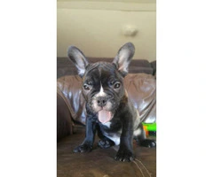 Stunning Male French bulldog for Sale - 2