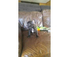 Stunning Male French bulldog for Sale - 3