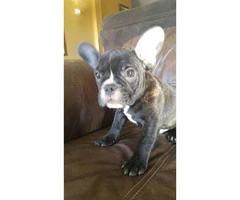Stunning Male French bulldog for Sale - 4