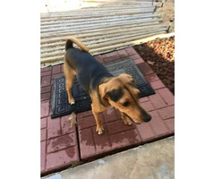 12 months old Beagle mix puppy for sale - 1