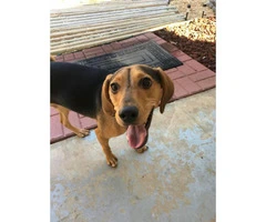 12 months old Beagle mix puppy for sale - 2