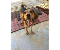 12 months old Beagle mix puppy for sale - 3