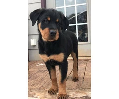 Male and Female Rottweiler puppies for sale - 14 week old