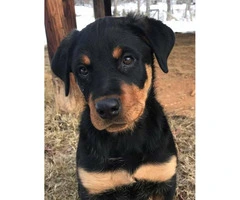 Male and Female Rottweiler puppies for sale - 14 week old - 2