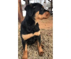 Male and Female Rottweiler puppies for sale - 14 week old - 3