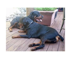 Male and Female Rottweiler puppies for sale - 14 week old - 4
