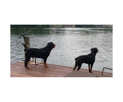 Male and Female Rottweiler puppies for sale - 14 week old - 5