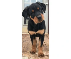 Male and Female Rottweiler puppies for sale - 14 week old - 7