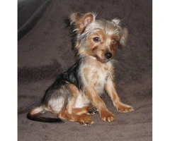 15 weeks old yorkshire terrier puppies for sale