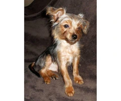 15 weeks old yorkshire terrier puppies for sale - 2