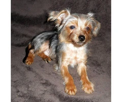 15 weeks old yorkshire terrier puppies for sale - 3